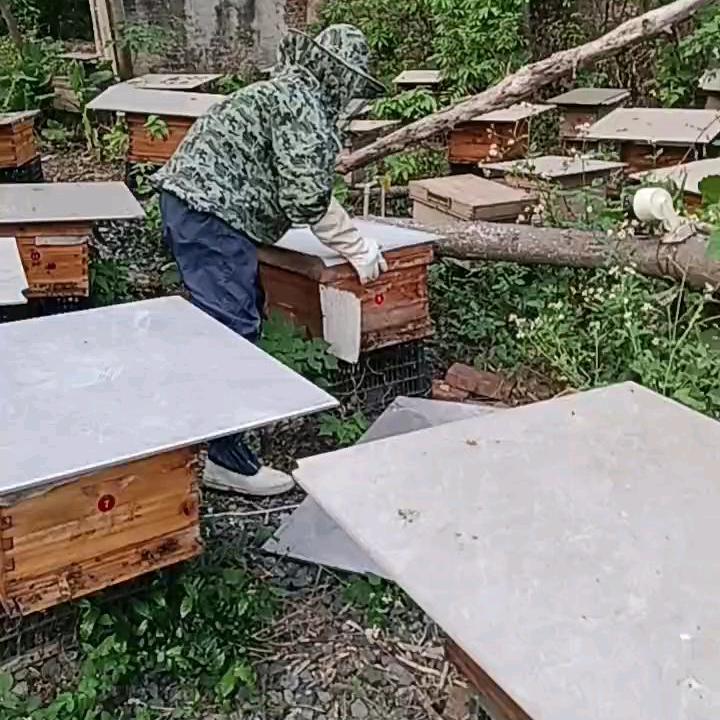 ID19533739698