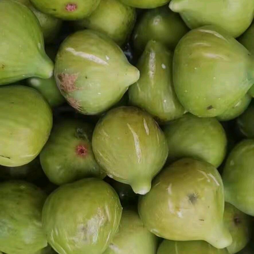 （无花果哥）乳山无花果基地