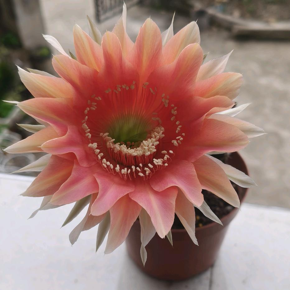 💕ꦿ情为๑ᮨ້໌何物ꦿ⸙