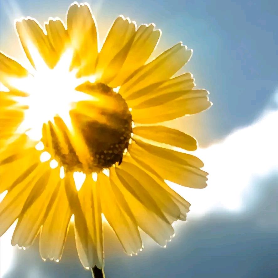 向日葵🌻