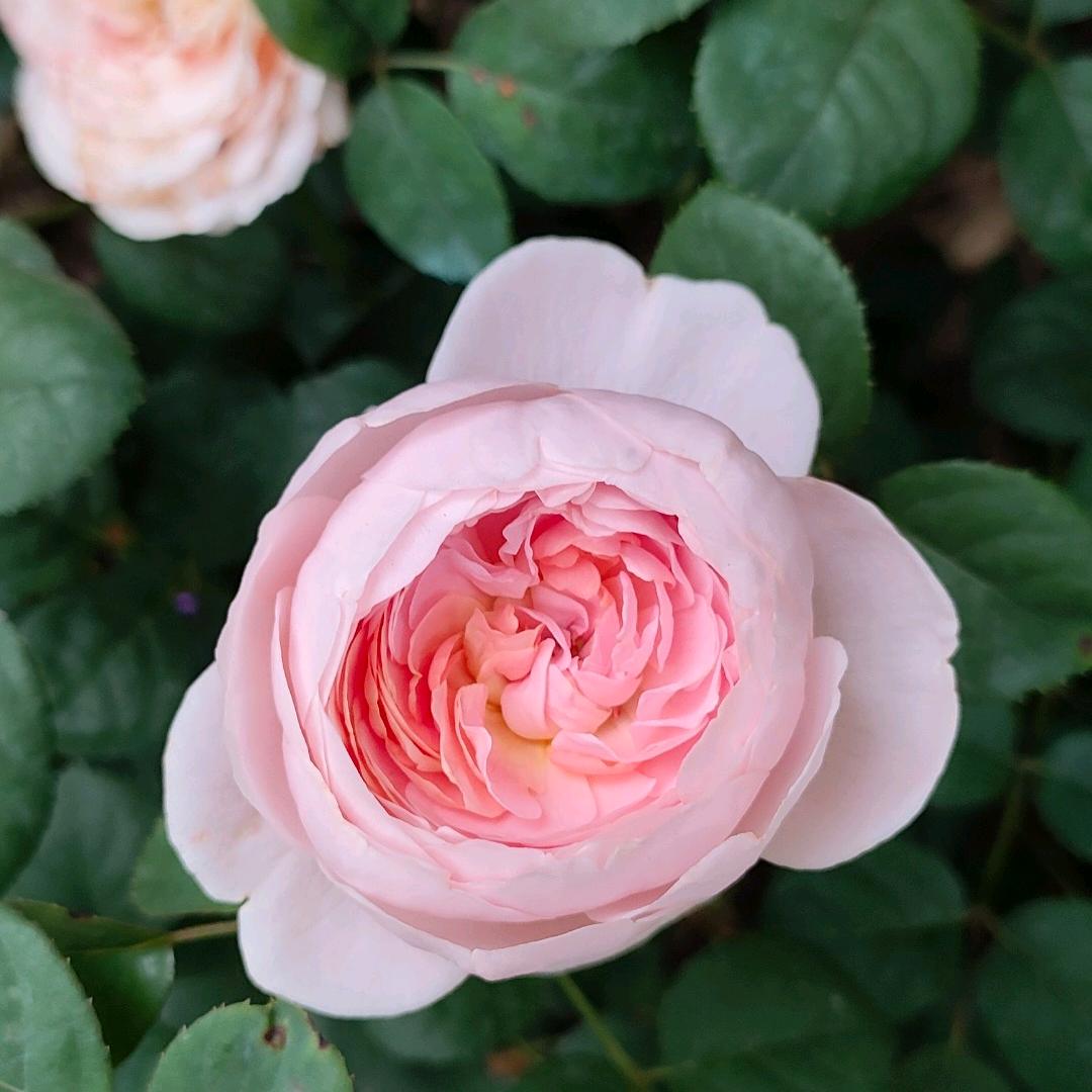 ❤️有千千🎀