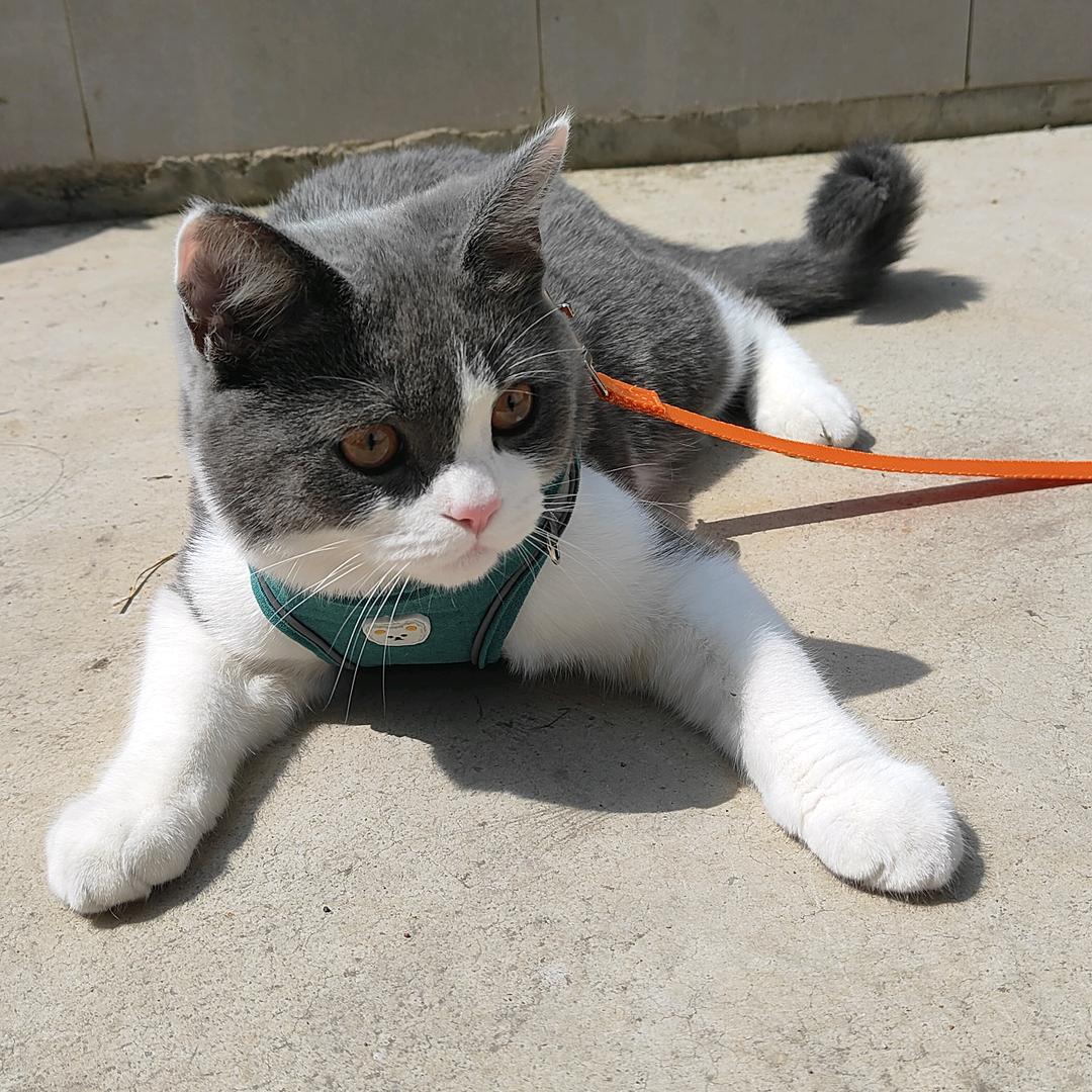 招财是只蓝白猫