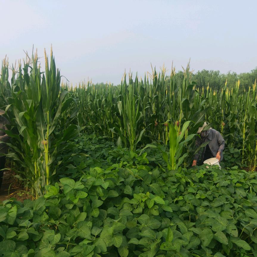 莒岭豆制品（源头工厂）