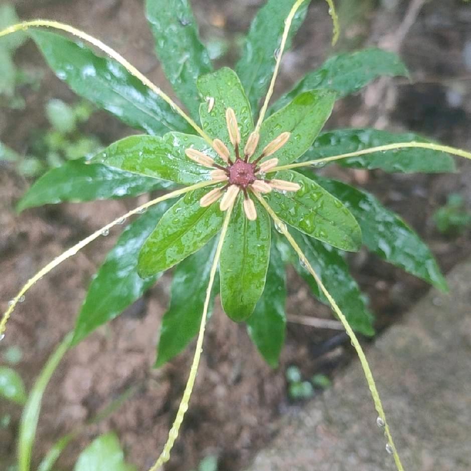 服装城鑫洲驾校，叉车培训，叉车出租，
