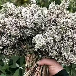 睡月静心