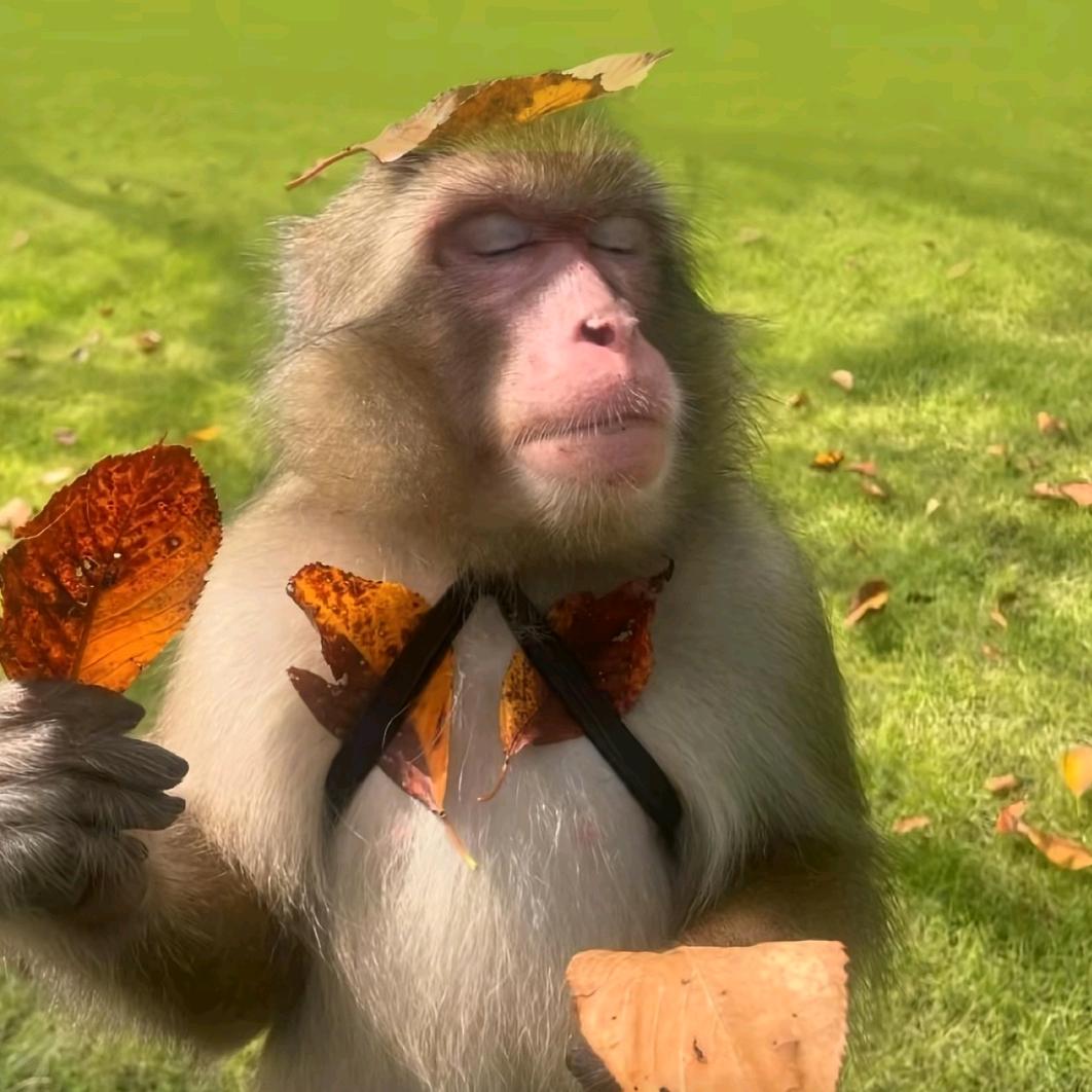 特立独行的🐒