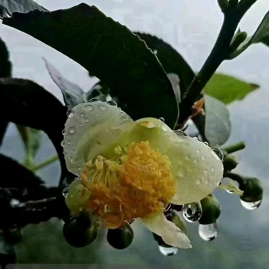 🔥🔥独善其身270🔥🔥