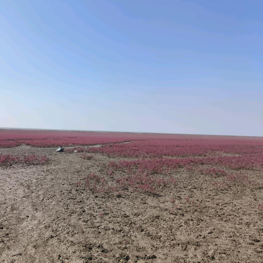 星星⭐️之火🔥