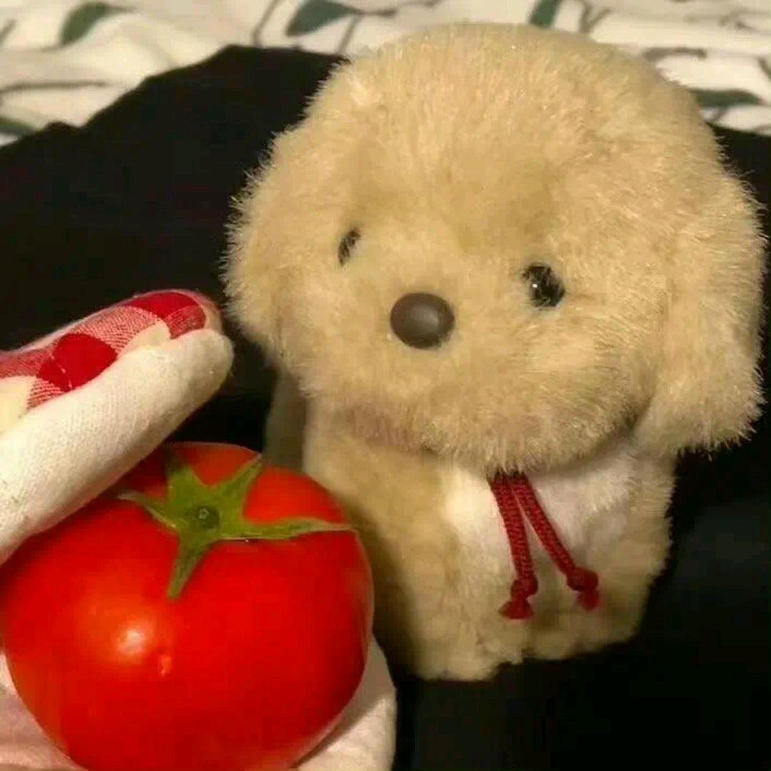 呆小布.