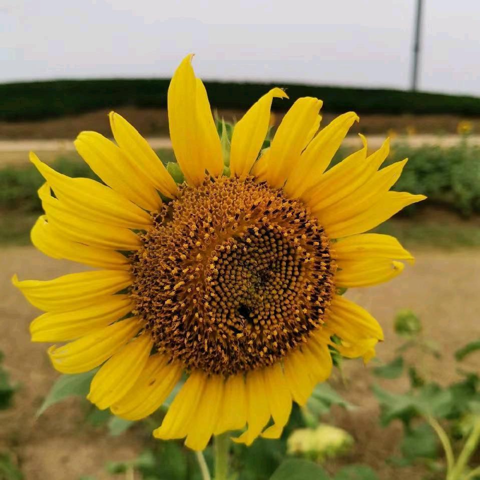 平安姐