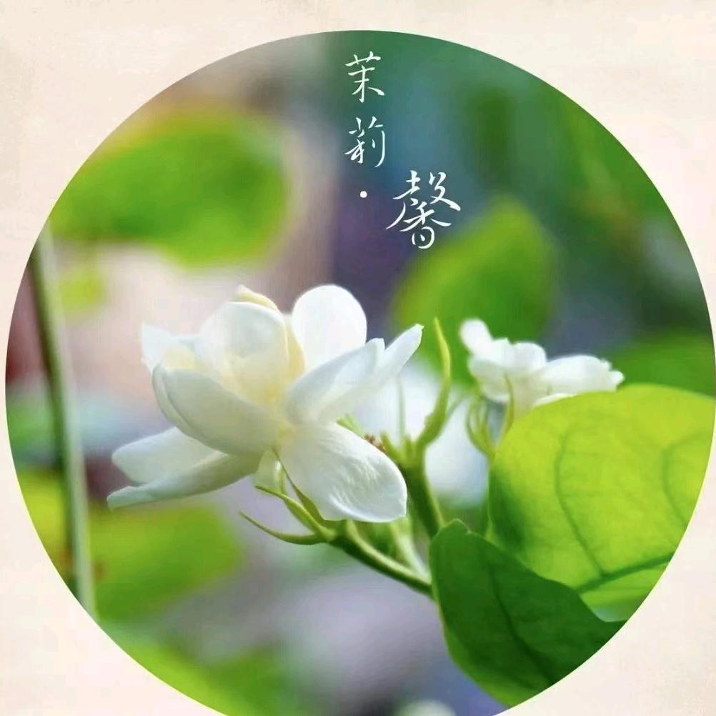 福茗茶业