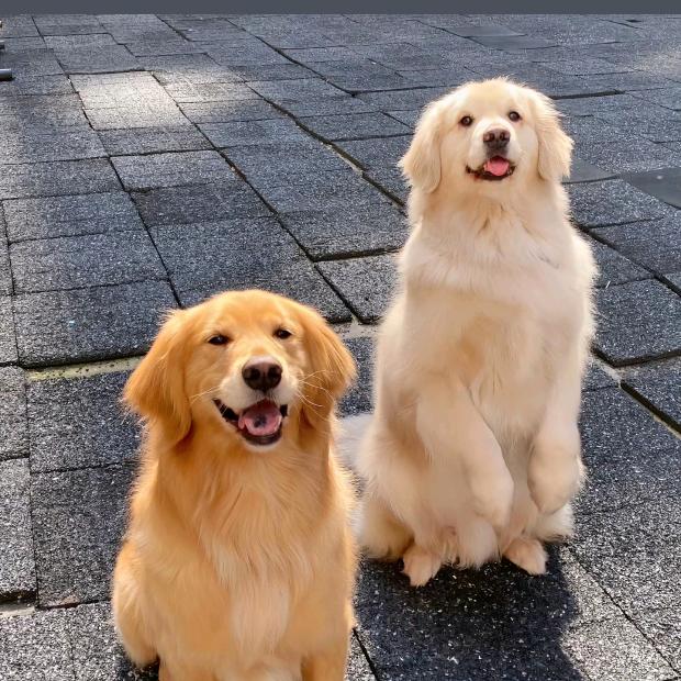 云岭犬舍