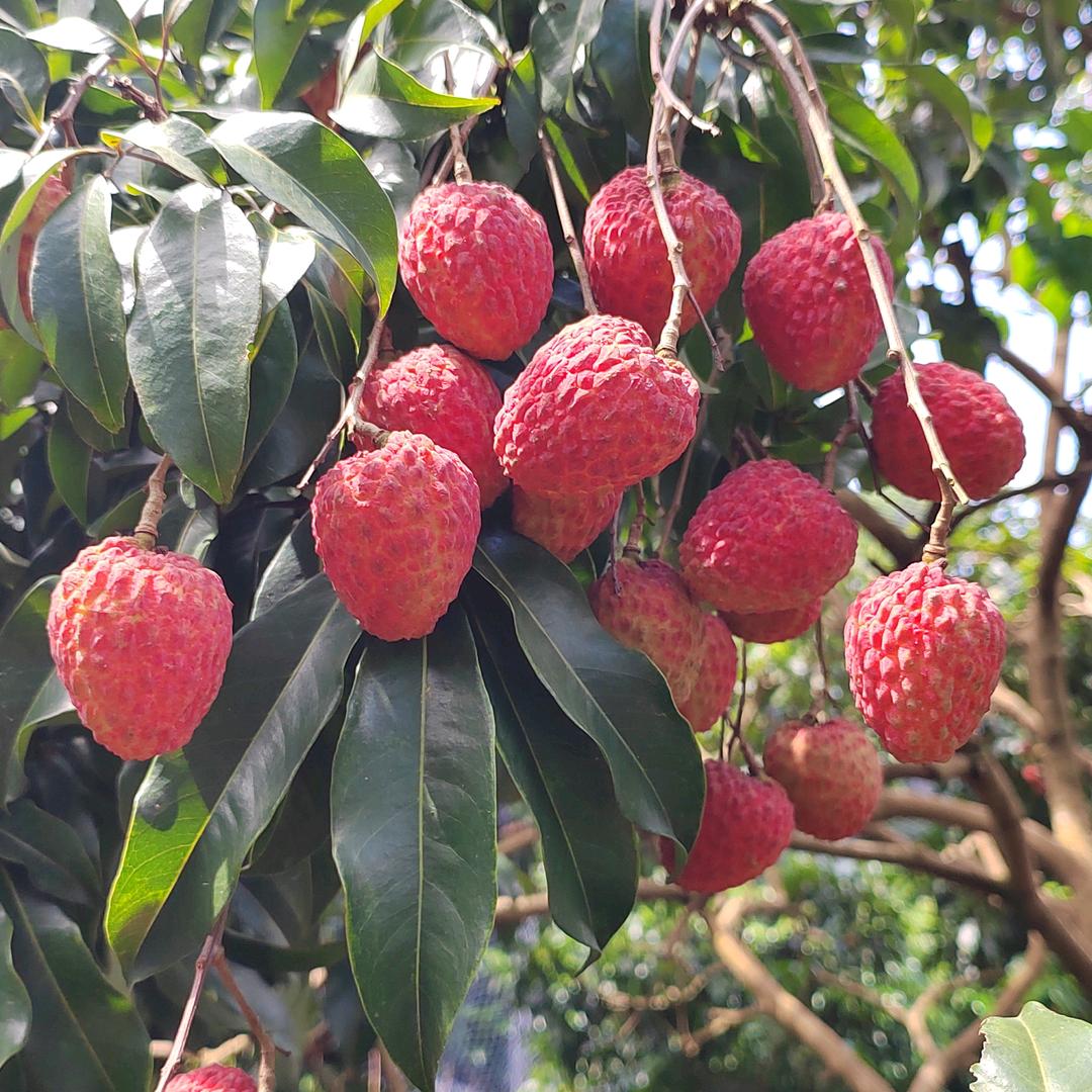 下乡助农余博士Dr.Yu