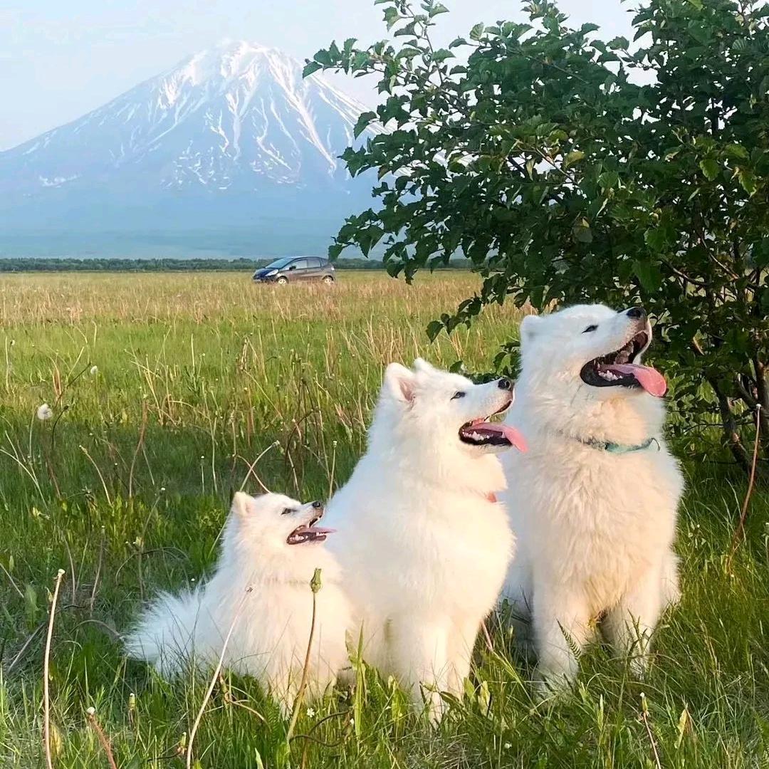 木槿花
