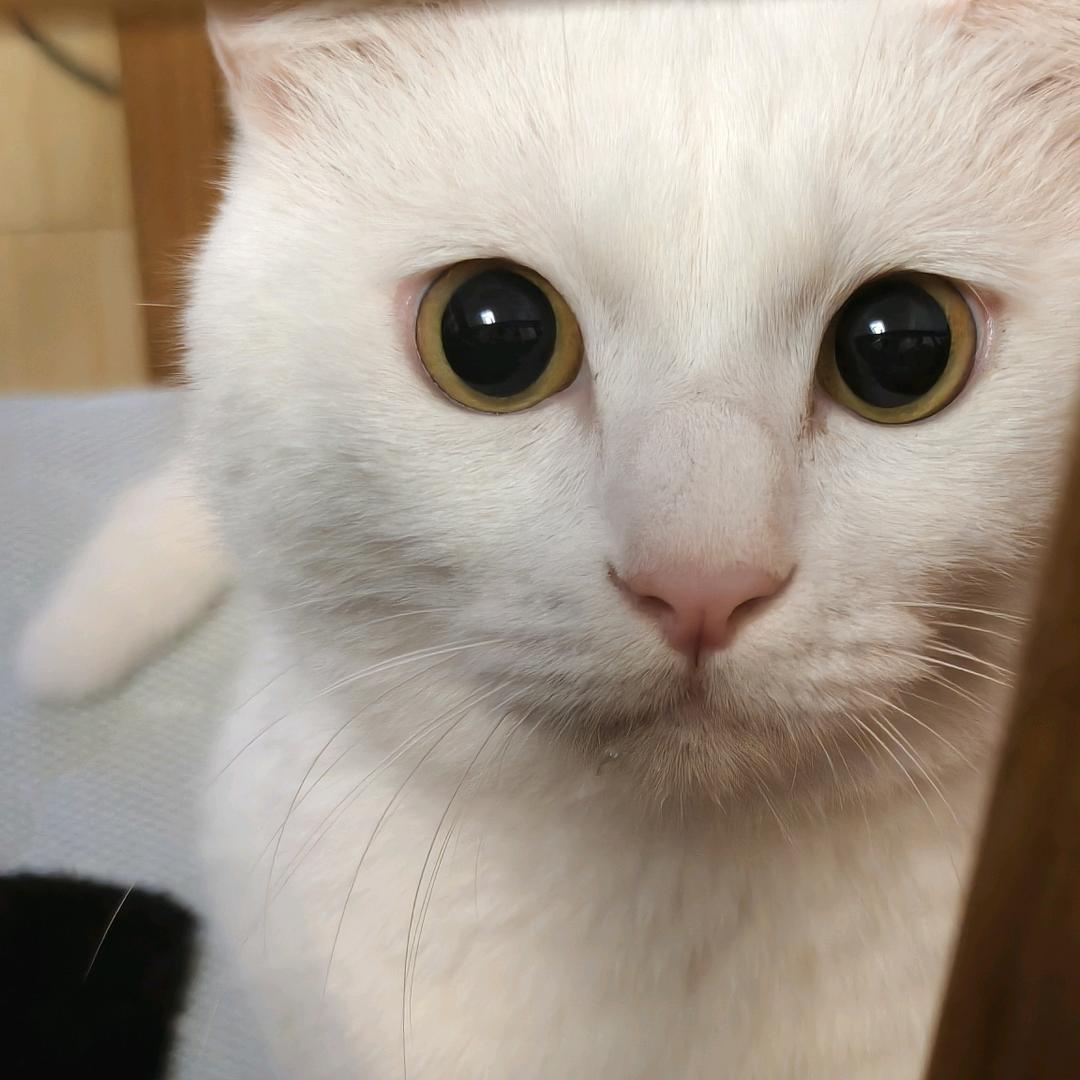 七色堇