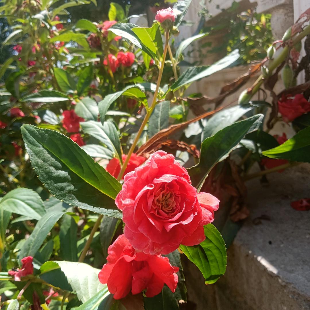 申郭玉米糁