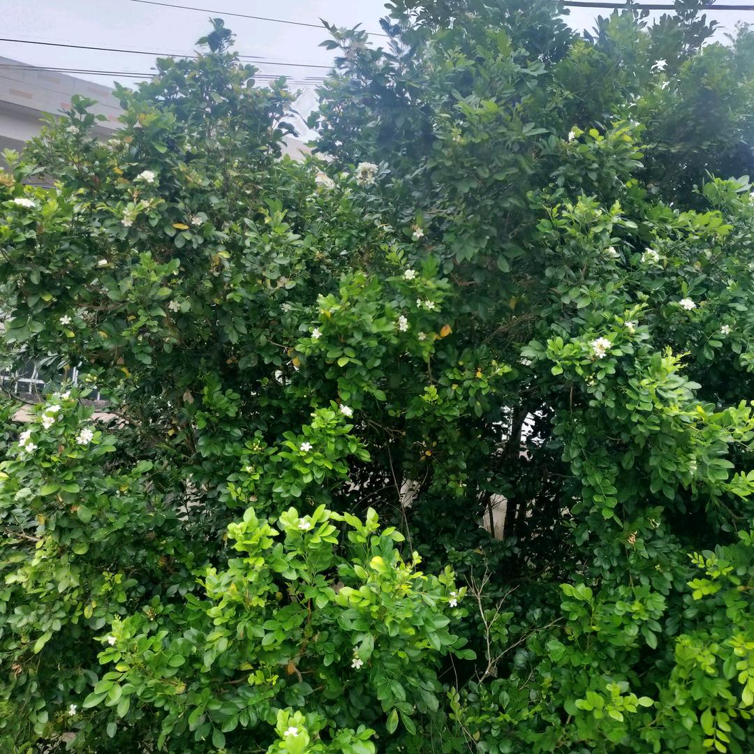 花蕊
