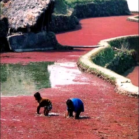 迷茫哈尼