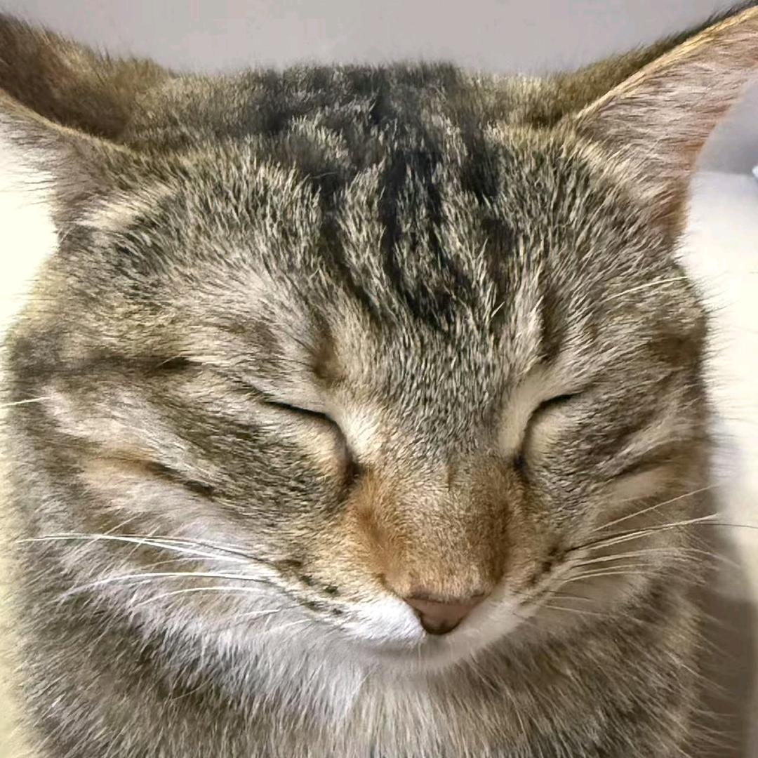 奶油小猫