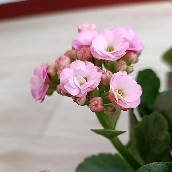 清