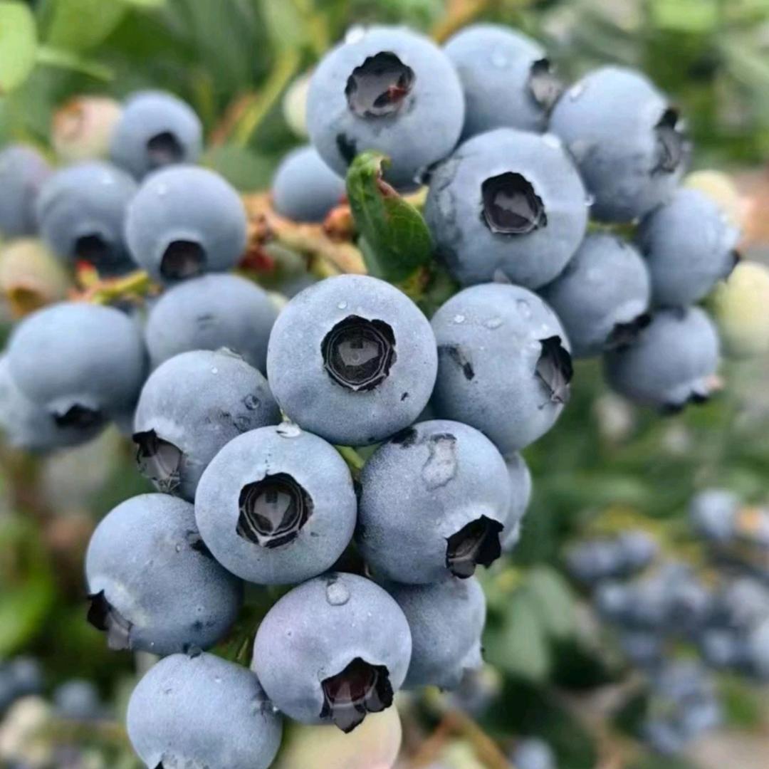 妍选农品汇零售店授权号