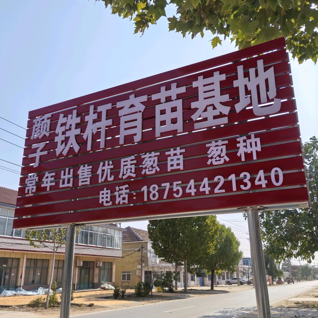 颜子铁杆葱苗育苗基地