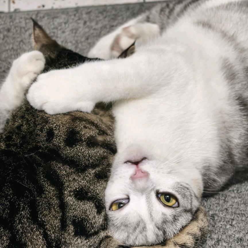 猫饼🐱