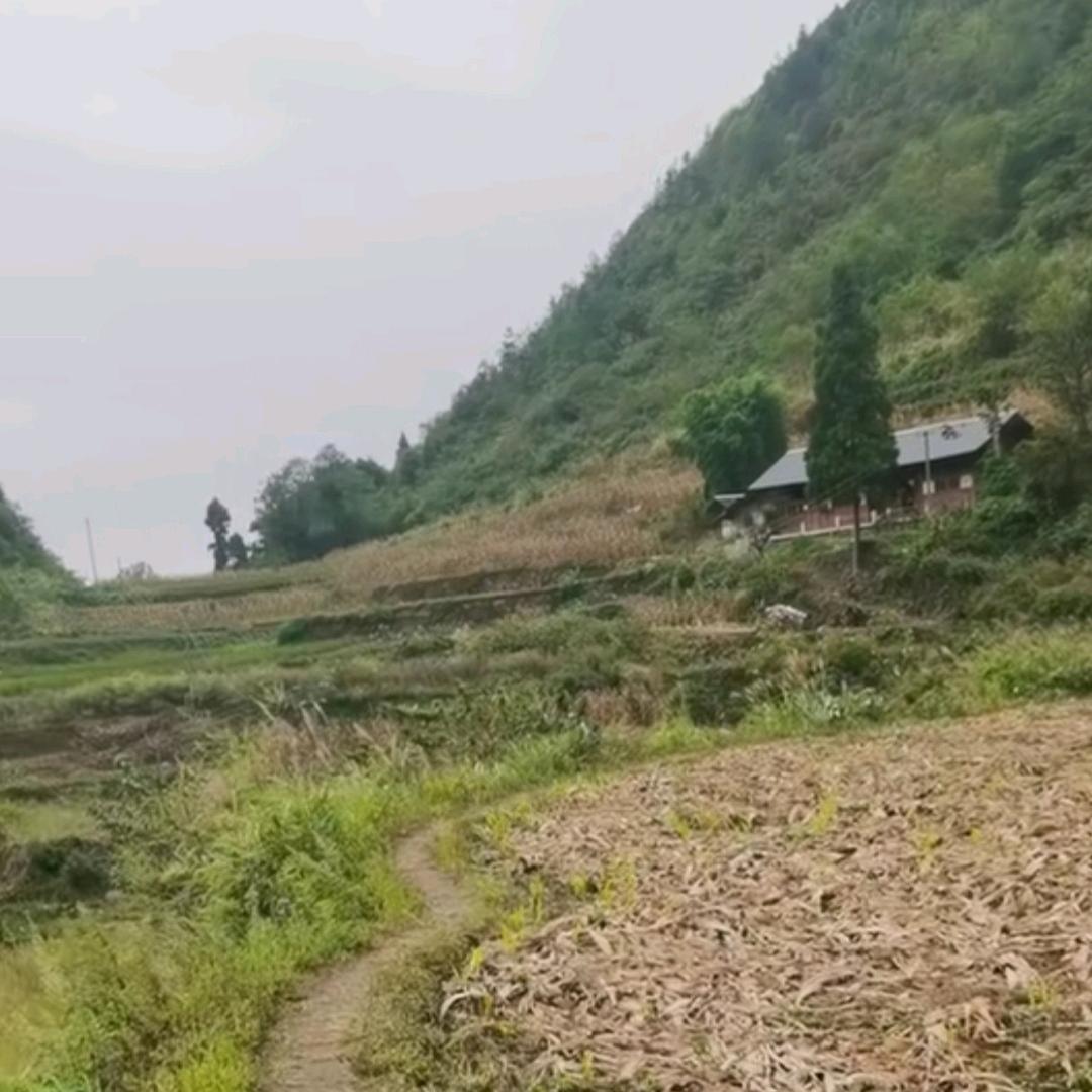 单身坚守收藏