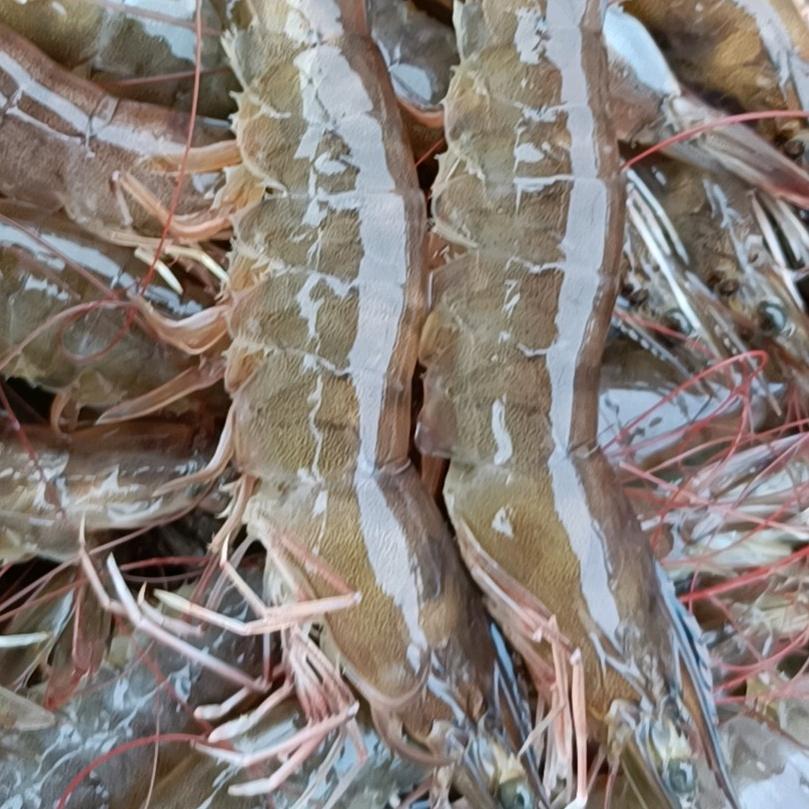老王鲜活大虾