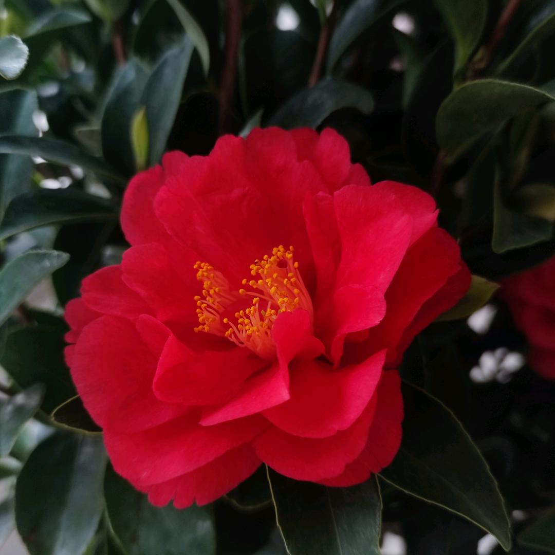 富贵开花