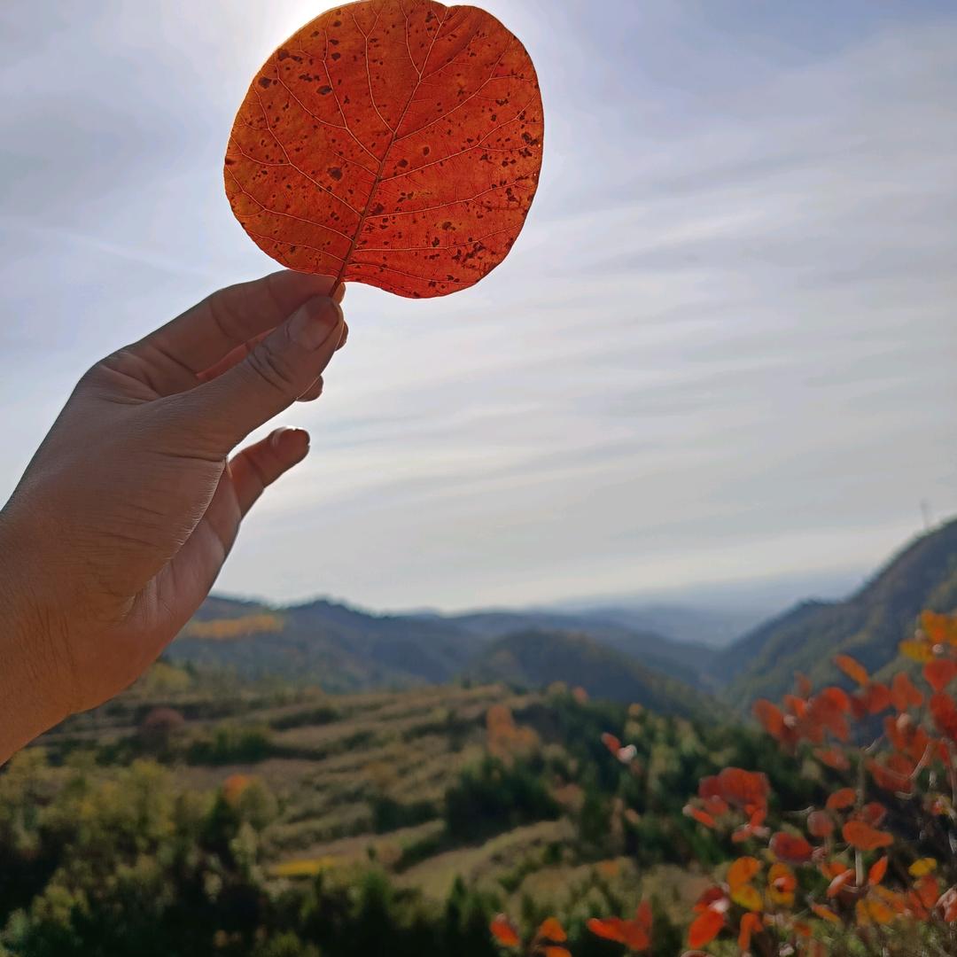 专业刮脸（延津县）