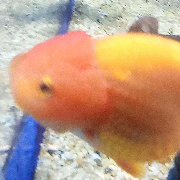 花开富贵(￣o￣) . z Z