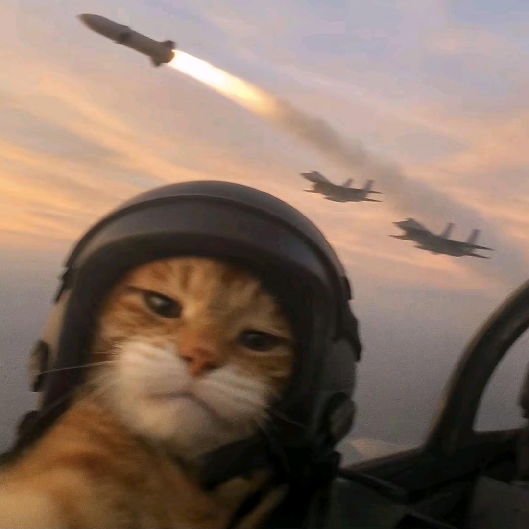 猫猫老师(singer版)