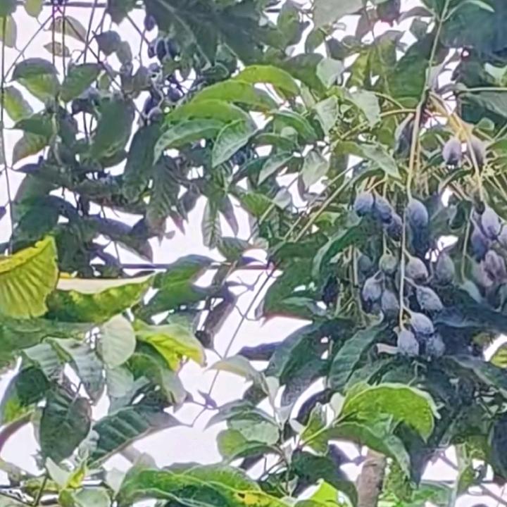 春花开
