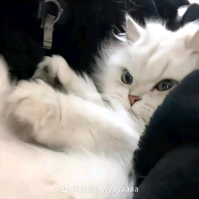 竹子