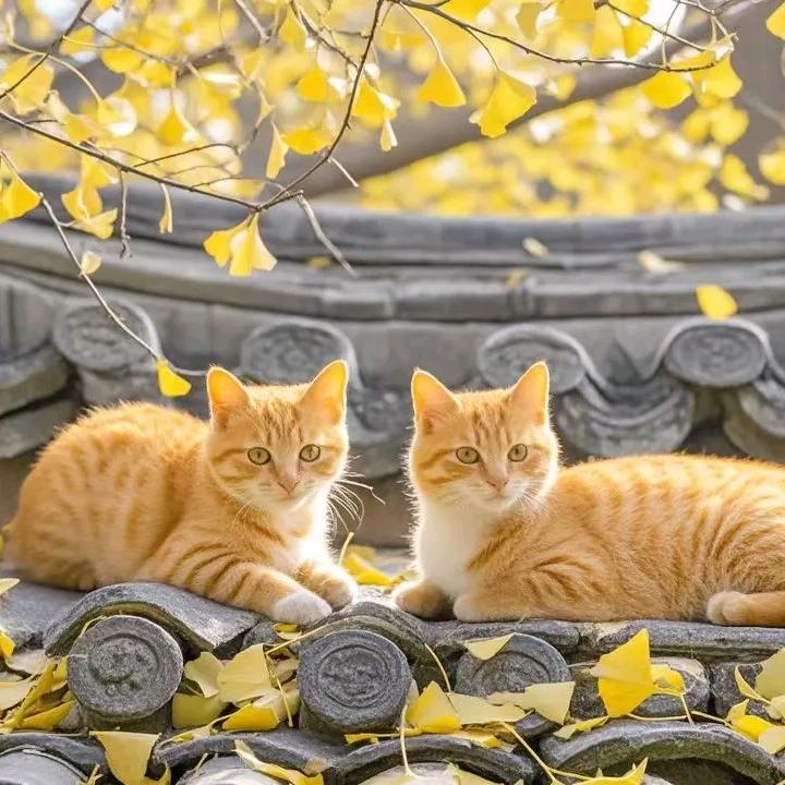 叶家二公子