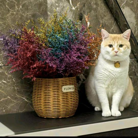 🌻一薪一亿🌻