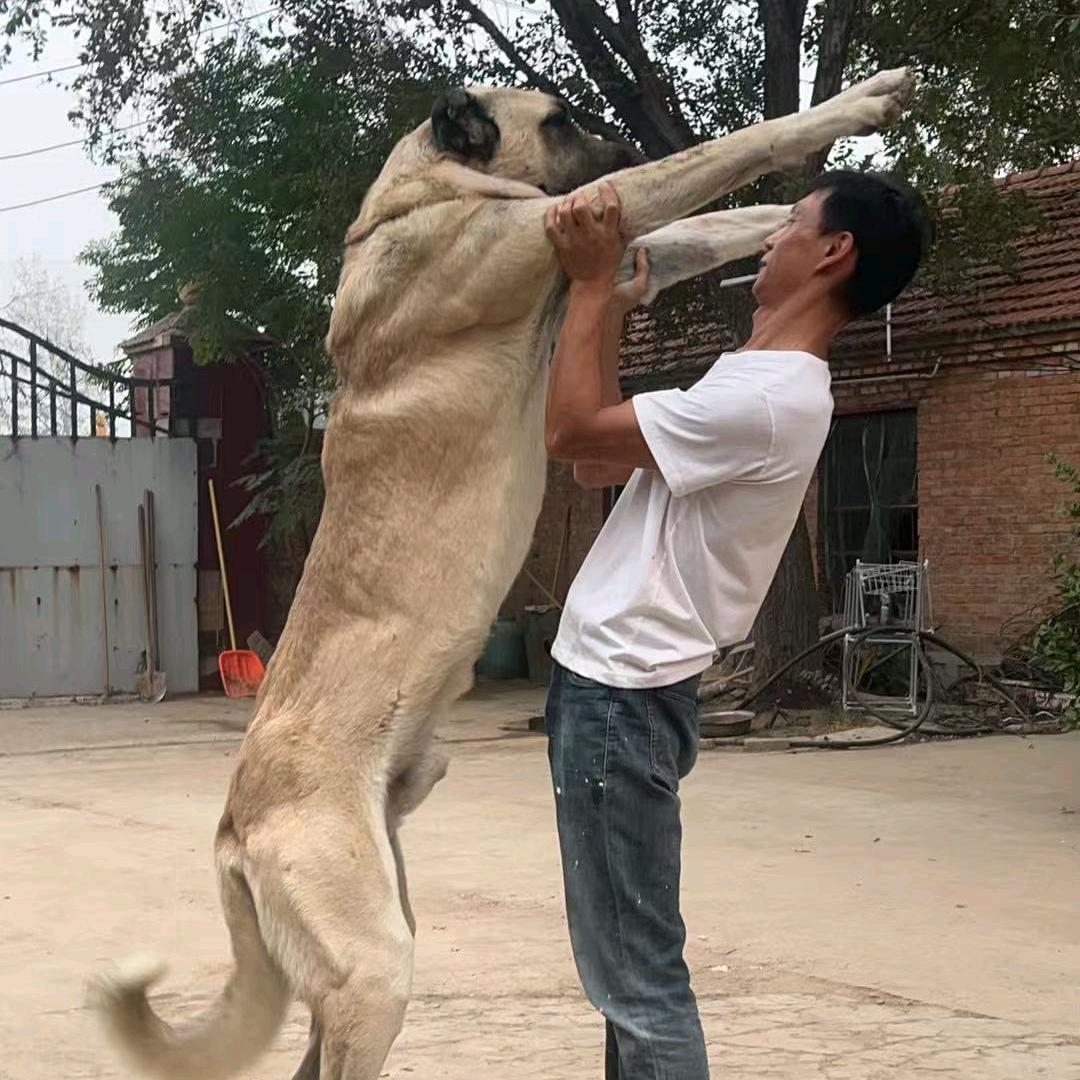中源坎高犬繁殖基地