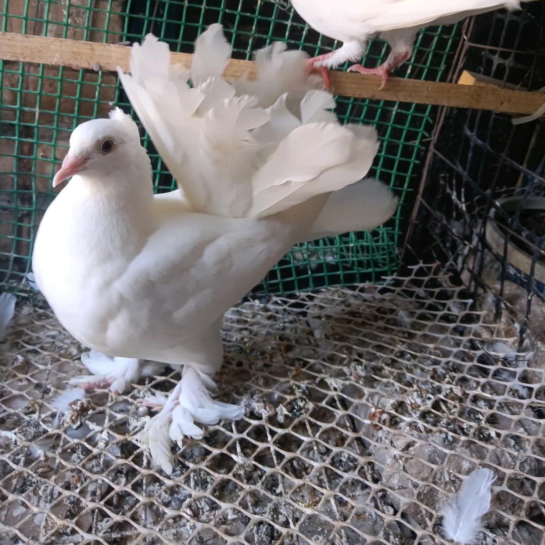 长治市🕊养鸽子🕊