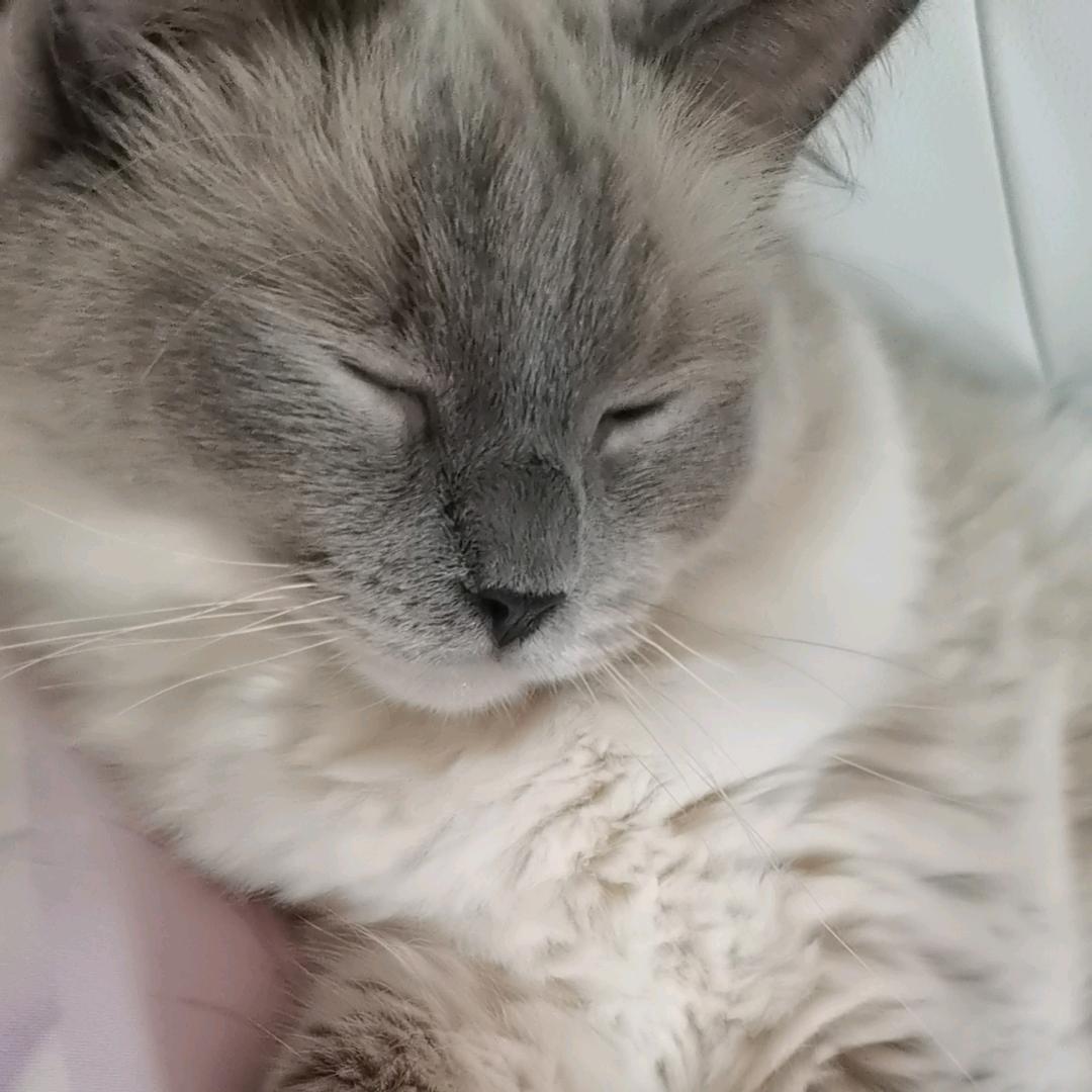 糯米团子～