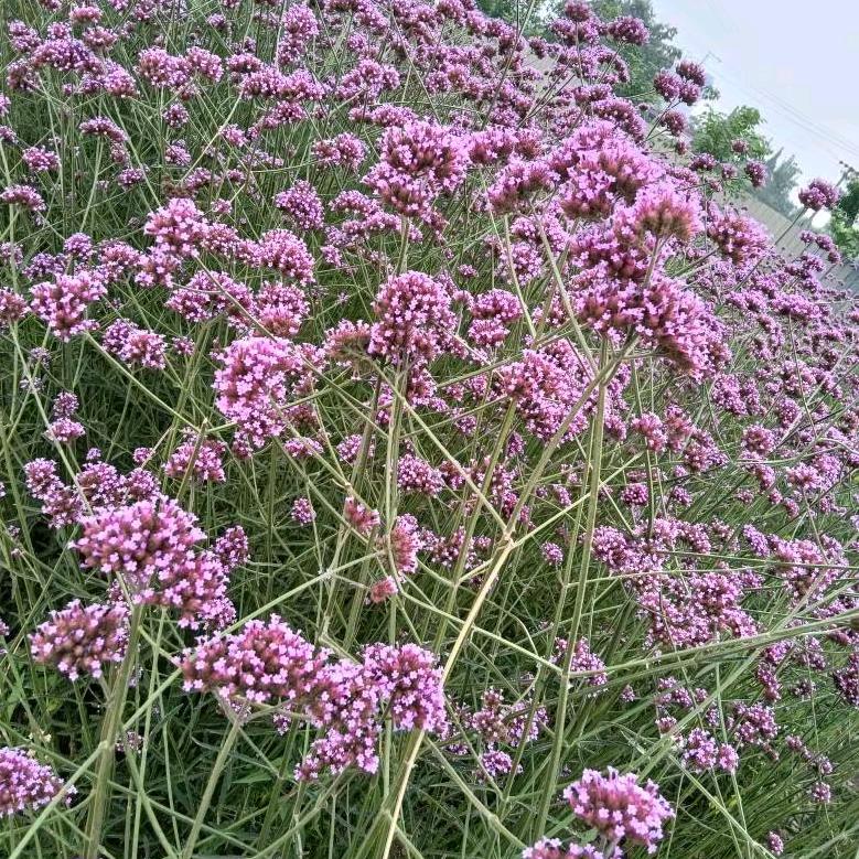 🦋ꦿ໊余生᭄🕊随心᭄ꦿᩚ٭