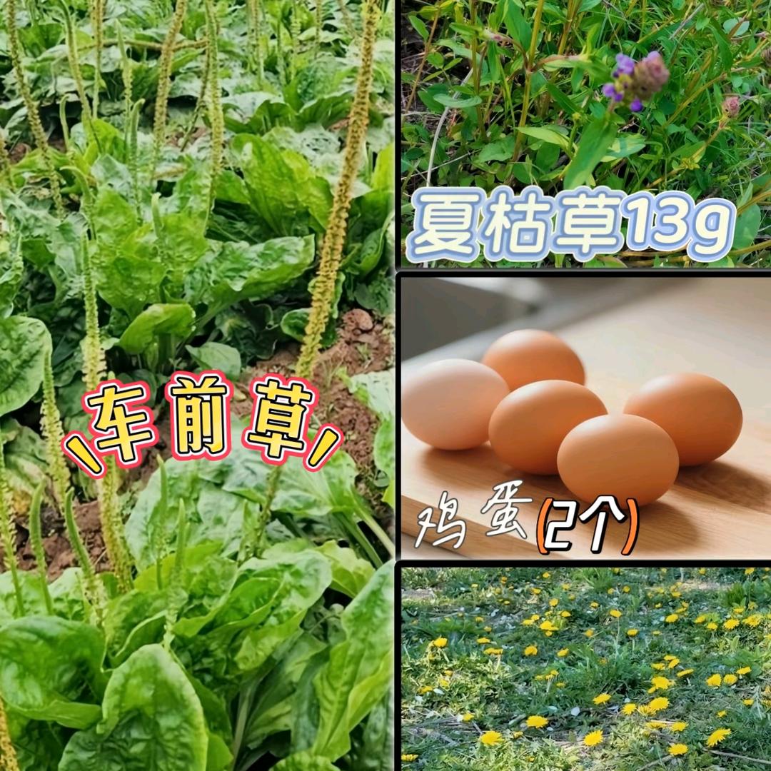 乡村/植物