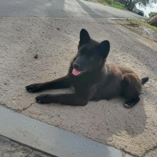 秋思禹