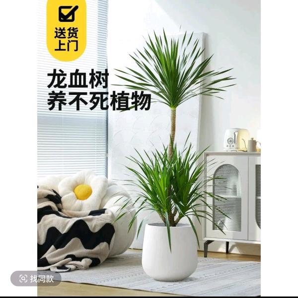 木森林绿植