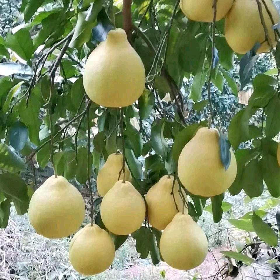 龘鼬龖