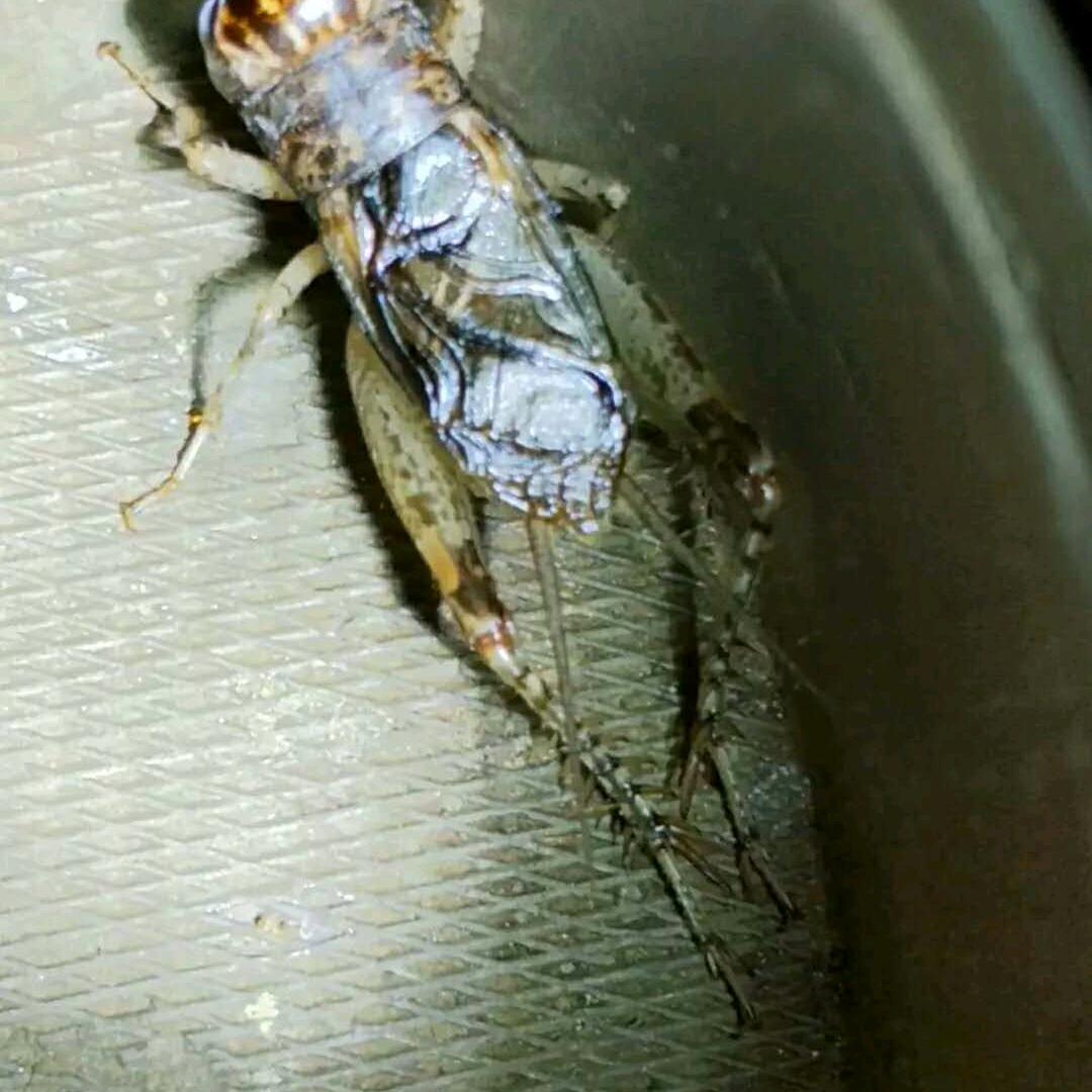 （方字号）野生虫