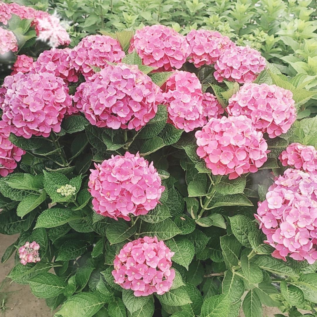 ~花花公子~