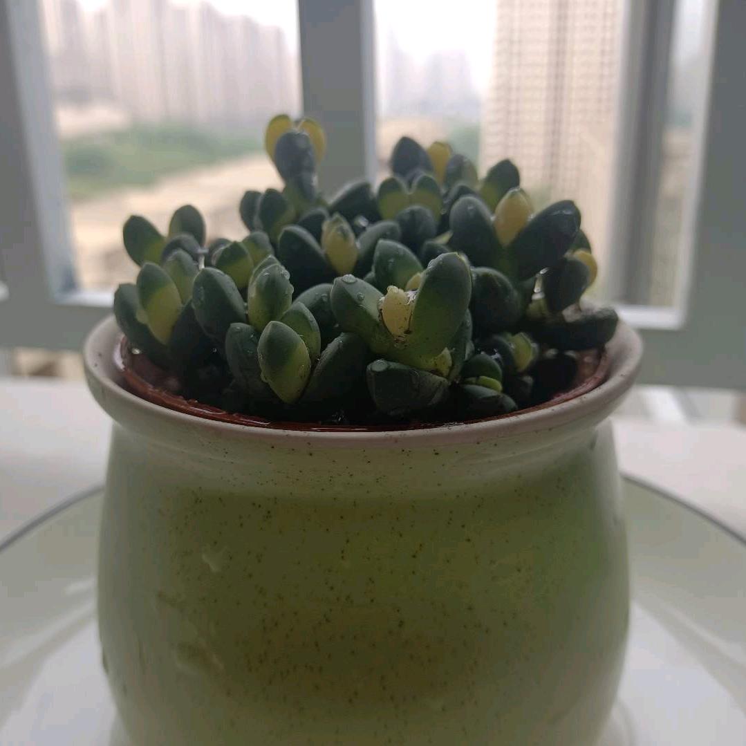萍借果数码id
