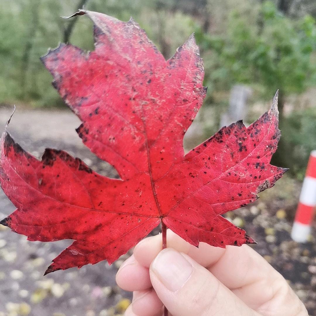 一片落叶🍂