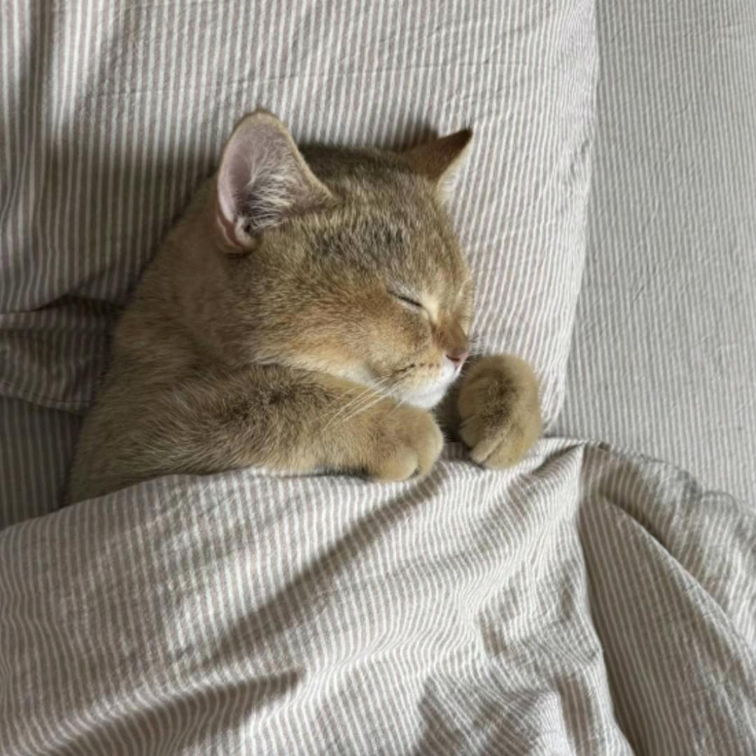 小猫爱睡觉